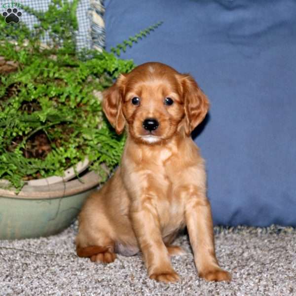 Chelsey, Miniature Golden Retriever Puppy