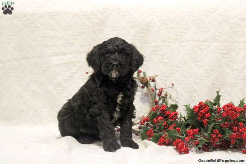 Chloe Portuguese Water Dog Mix Puppy For Sale in Pennsylvania