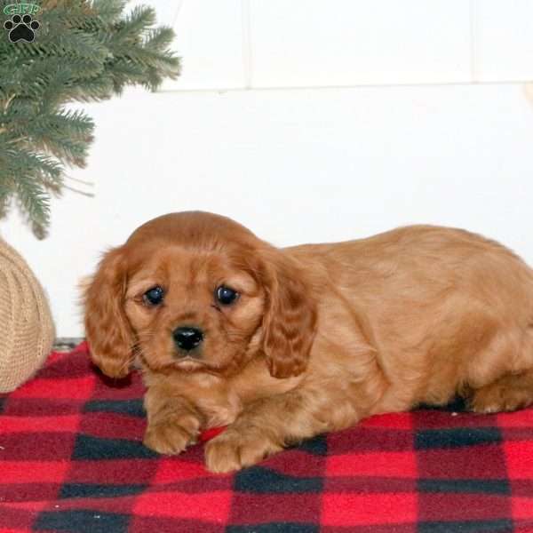Chloe, Cavalier King Charles Spaniel Puppy