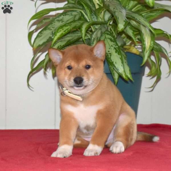 Chocolate, Shiba Inu Puppy