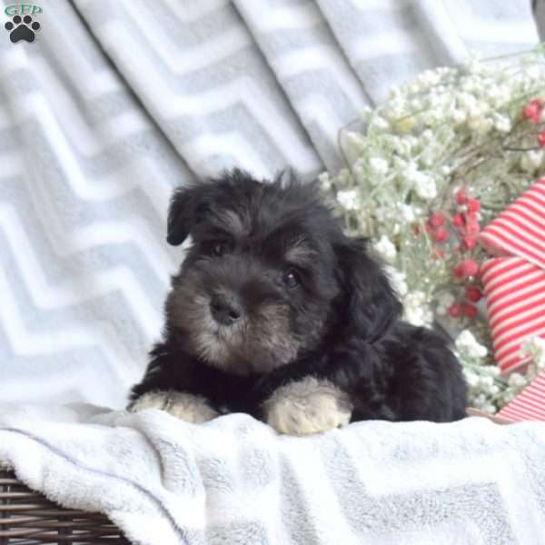 Claus, Miniature Schnauzer Puppy
