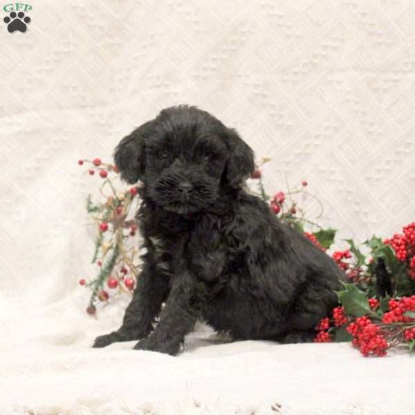 Cody, Portuguese Water Dog Mix Puppy