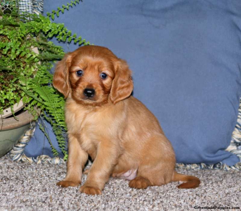 Cookie Miniature Golden Retriever Puppy For Sale in Pennsylvania