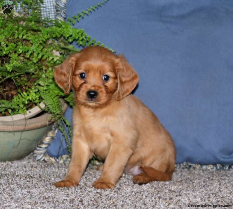 Cutie Miniature Golden Retriever Puppy For Sale in Pennsylvania