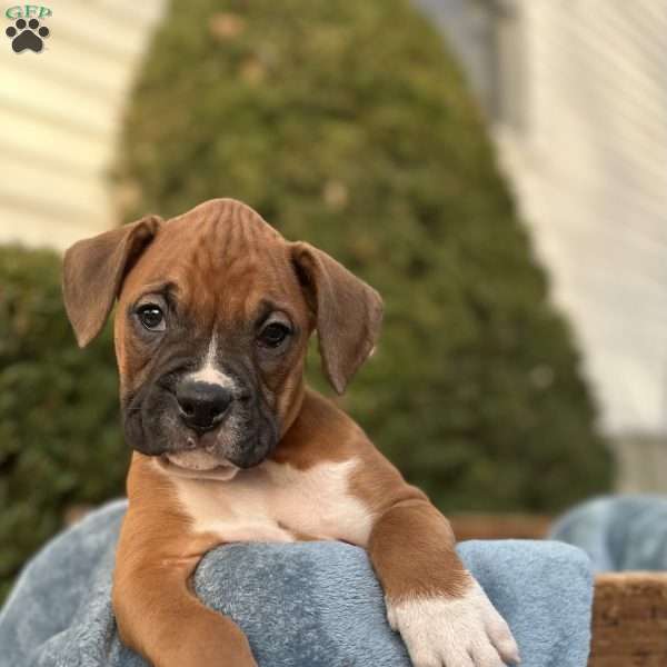 Max, Boxer Puppy