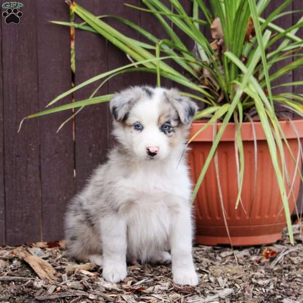 Romeo, Australian Shepherd Puppy