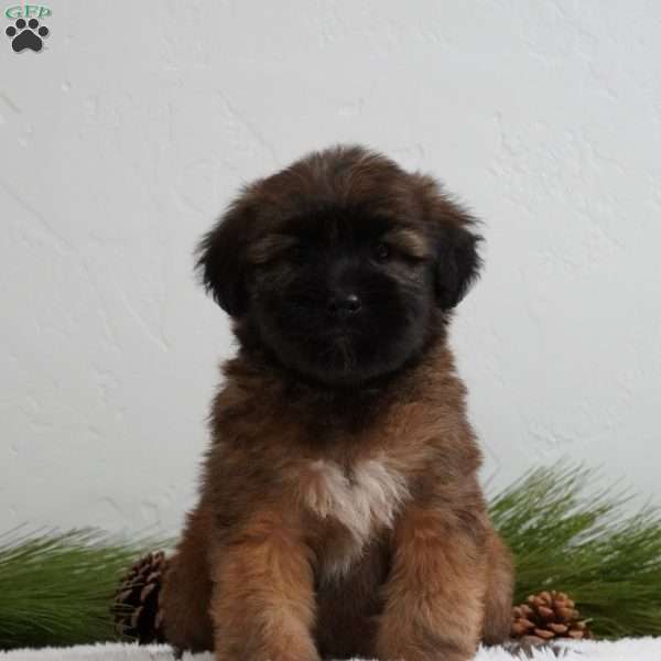 Eve, Soft Coated Wheaten Terrier Puppy