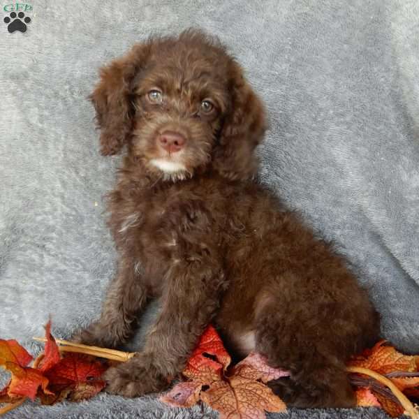 Bailey, Mini Labradoodle Puppy