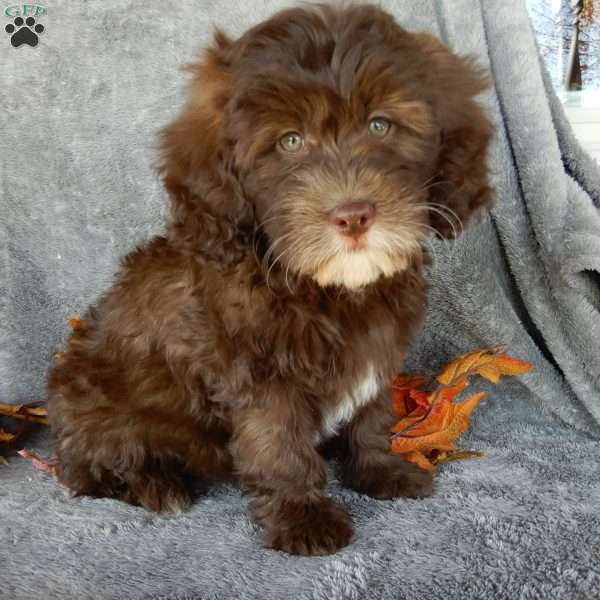 Beverly, Mini Labradoodle Puppy