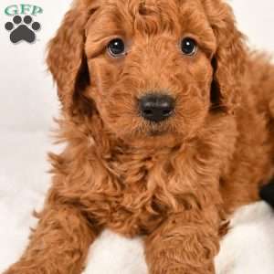 Riley, Mini Goldendoodle Puppy