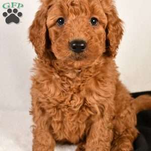 Riley, Mini Goldendoodle Puppy