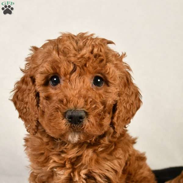 Sasha, Mini Goldendoodle Puppy