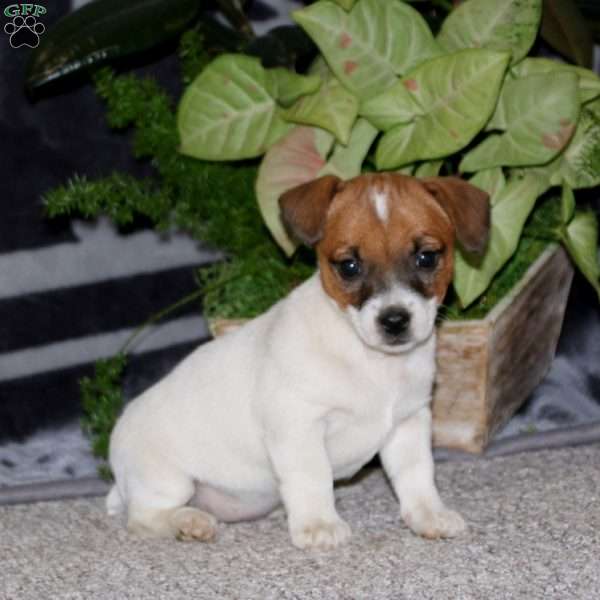Dahlia, Jack Russell Terrier Puppy