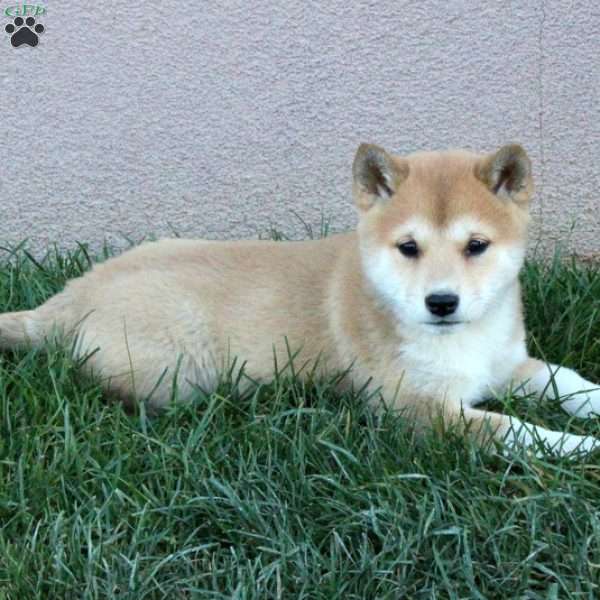 Daisy - Shiba Inu Puppy For Sale in Pennsylvania