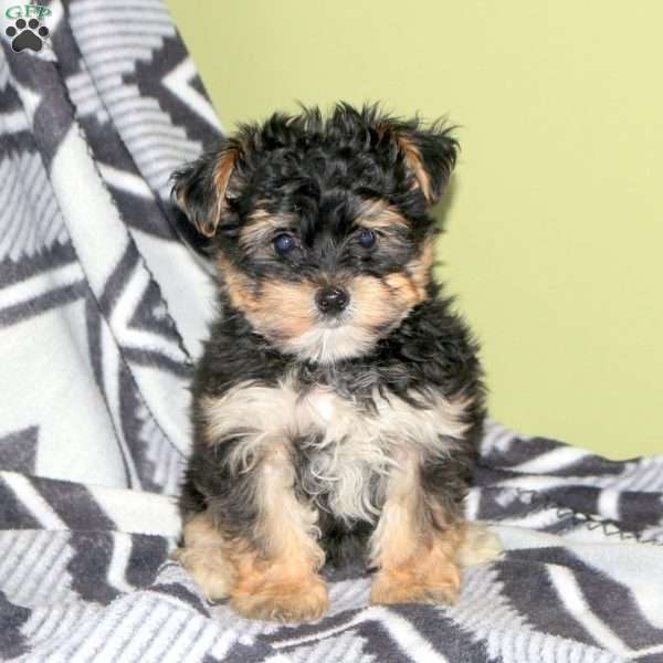 Darlin, Yorkie-Chon Puppy