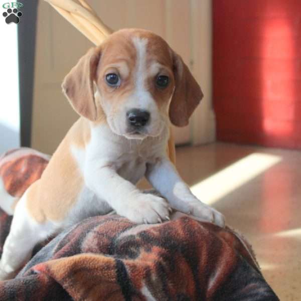 Dash, Beagle Mix Puppy