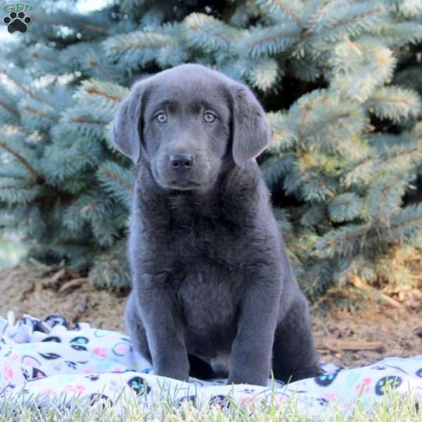 Derek Charcoal Labrador Retriever Puppy For Sale in Pennsylvania
