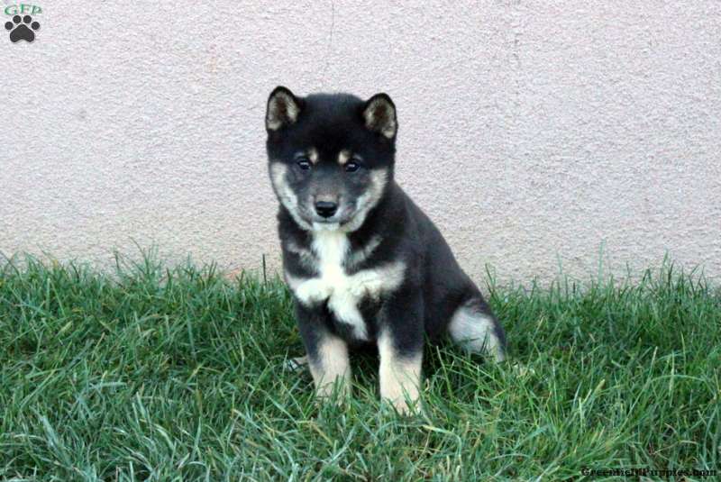 Dill Shiba Inu Puppy For Sale in Pennsylvania