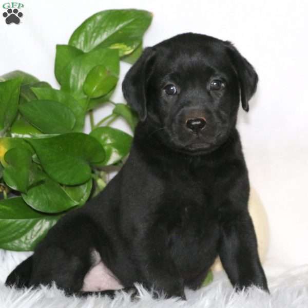 Doris, Black Labrador Retriever Puppy