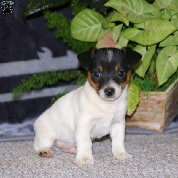 Duff, Jack Russell Terrier Puppy