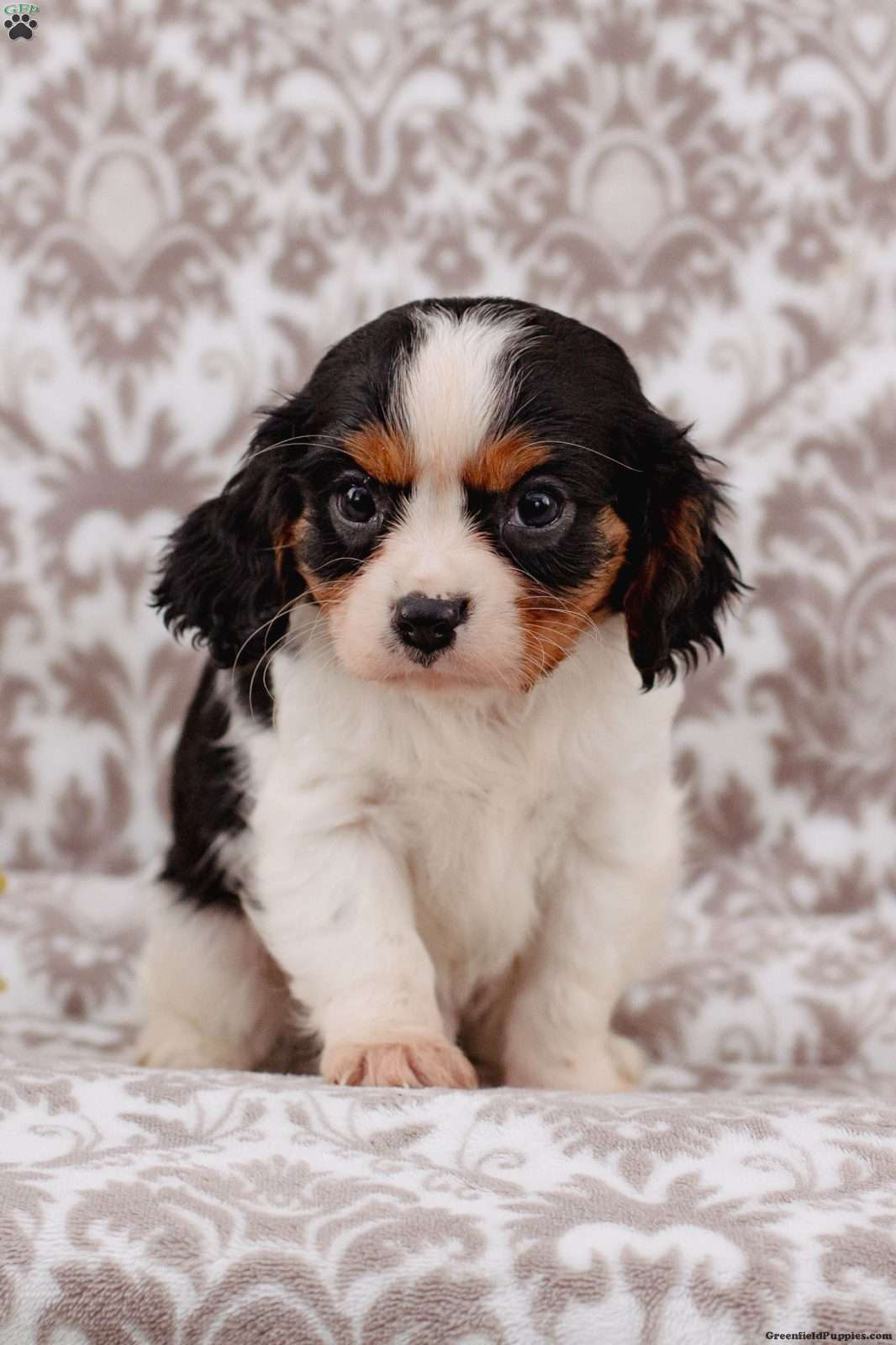 Japheth - Cavalier King Charles Spaniel Puppy For Sale in Pennsylvania