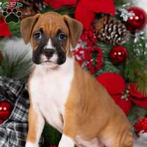 Boxer Puppies For Sale - Greenfield Puppies