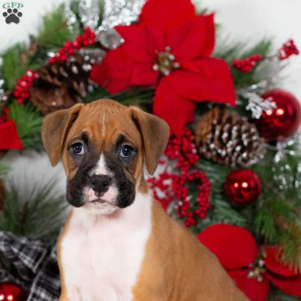 Crystal, Boxer Puppy