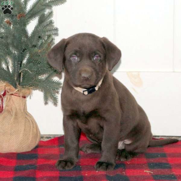 Elsie, Chocolate Labrador Retriever Puppy