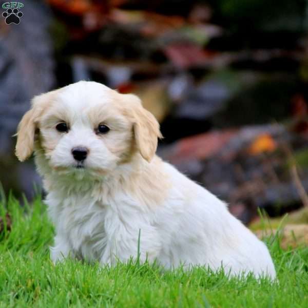 Emma, Cavachon Puppy
