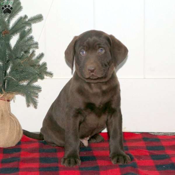 Ezra, Chocolate Labrador Retriever Puppy