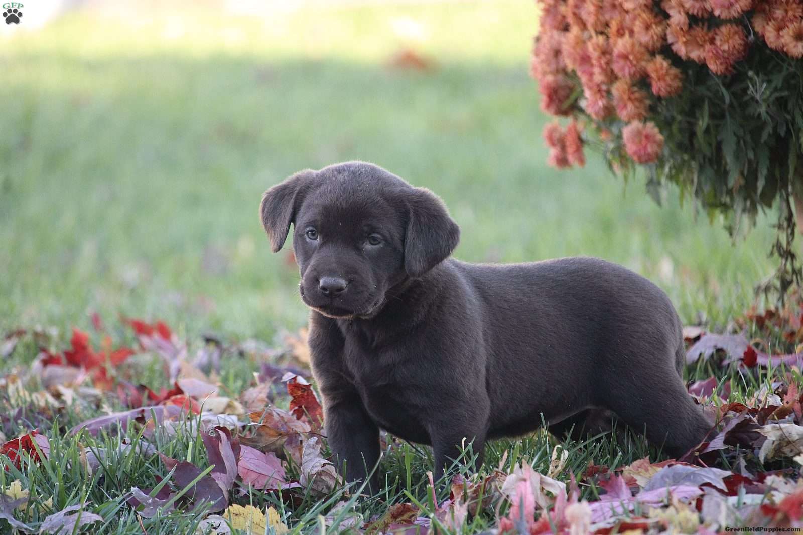 Kipling - Chocolate Labrador Retriever Puppy For Sale in Pennsylvania