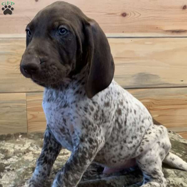 Patches, German Shorthaired Pointer Puppy