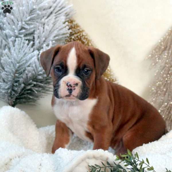 Foster, Boxer Puppy