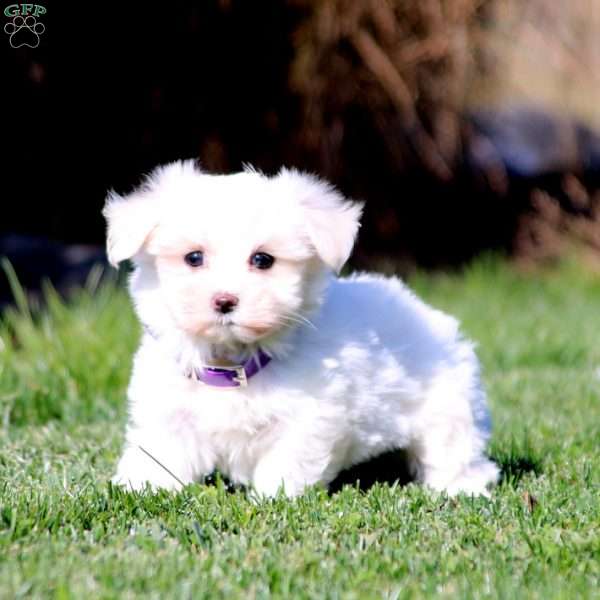 Gigi, Maltese Puppy
