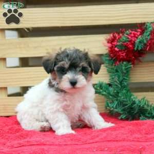 Toy Poodle Mix Puppies For Sale | Greenfield Puppies