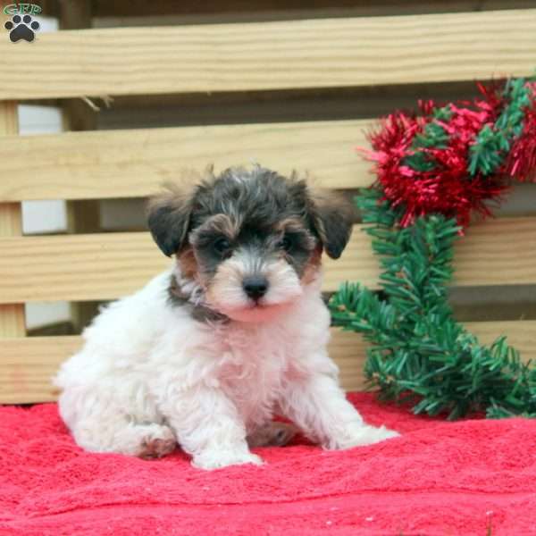 Greg, Toy Poodle Mix Puppy