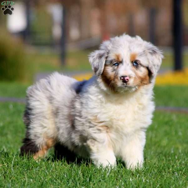 Hank - Mini Aussiedoodle Puppy For Sale in Pennsylvania