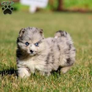 Greenfield puppies hot sale pomsky