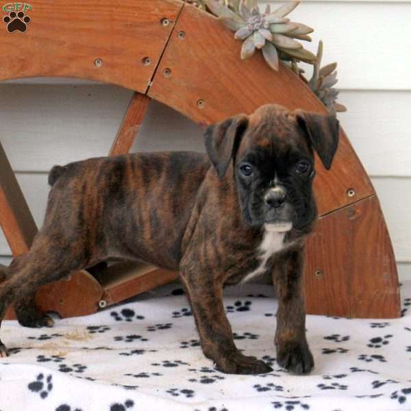 Hershey, Boxer Puppy