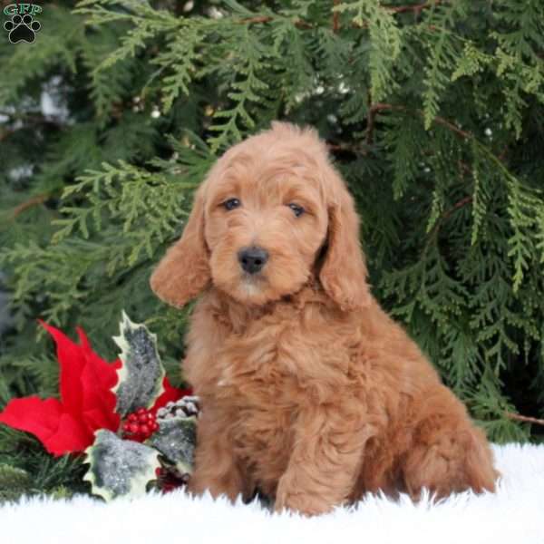 Holly, Goldendoodle Puppy