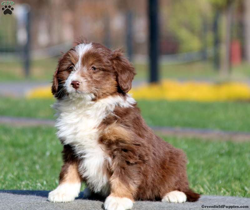 Hope - Mini Aussiedoodle Puppy For Sale in Pennsylvania