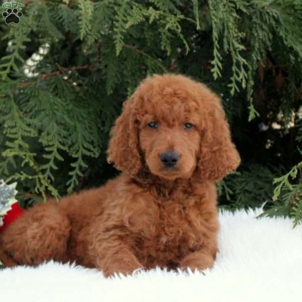 Hope, Goldendoodle Puppy