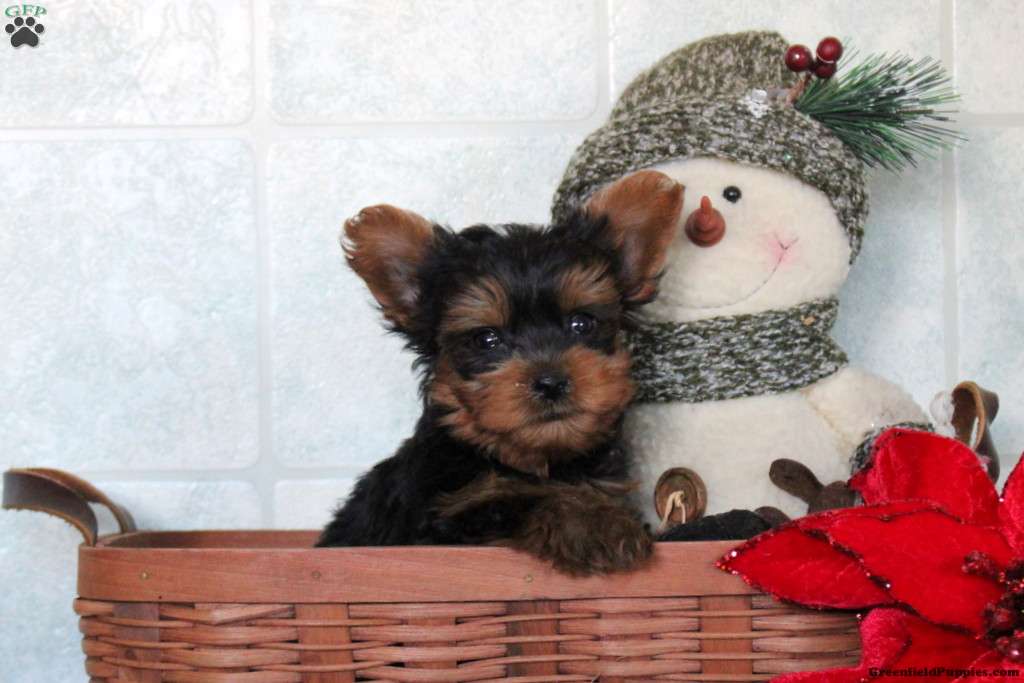 Hudson Yorkie Puppy For Sale in Pennsylvania
