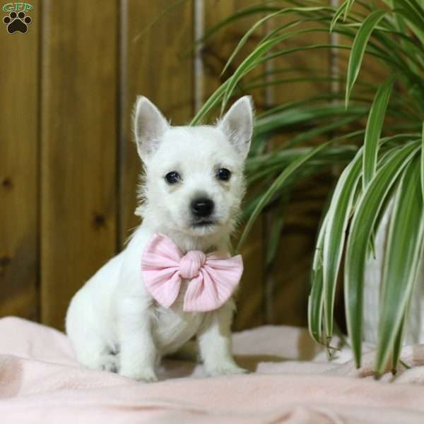 Bailey, West Highland Terrier Puppy