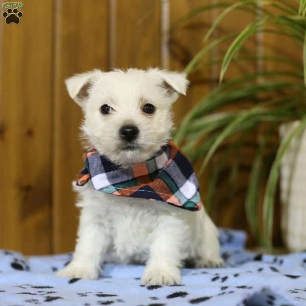 Bruno, West Highland Terrier Puppy