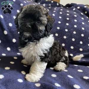 Greenfield puppies shih store poo