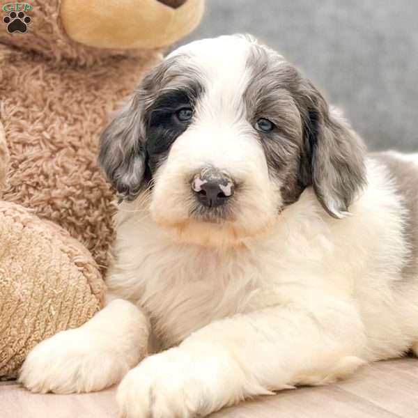 Rocky, Sheepadoodle Puppy