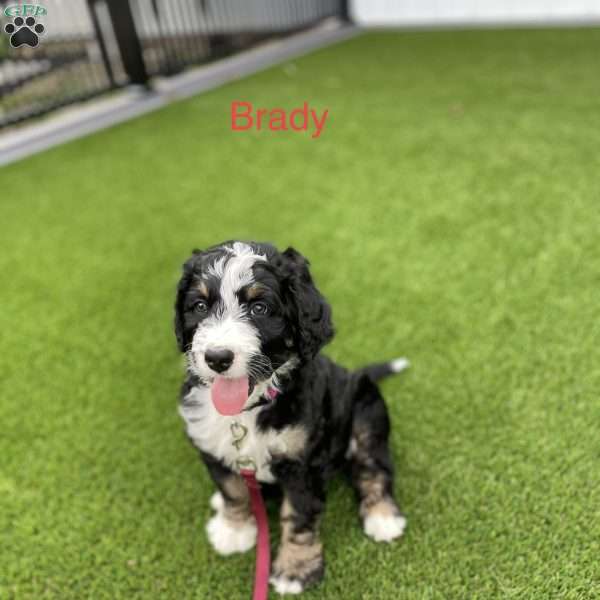 Brady, Bernedoodle Puppy