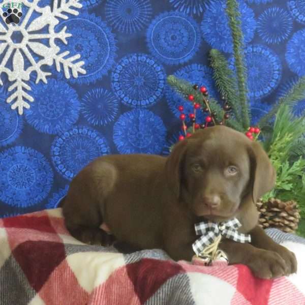 Twix, Chocolate Labrador Retriever Puppy