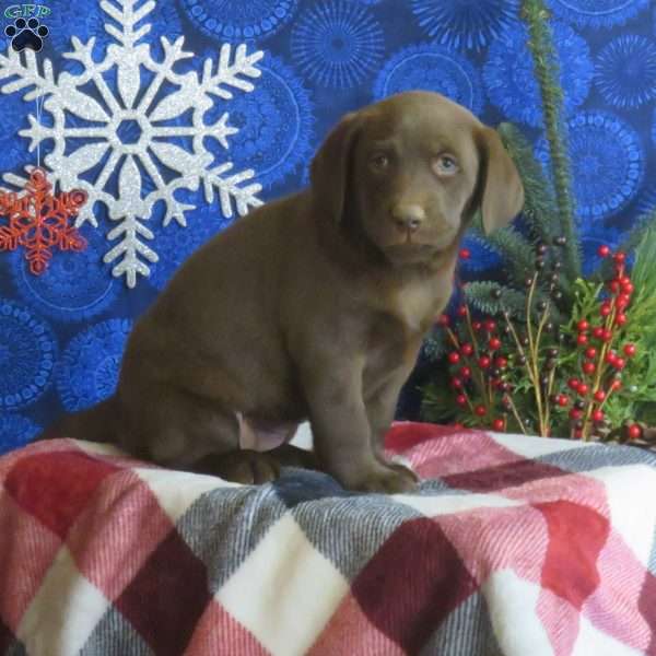 Rolo, Chocolate Labrador Retriever Puppy